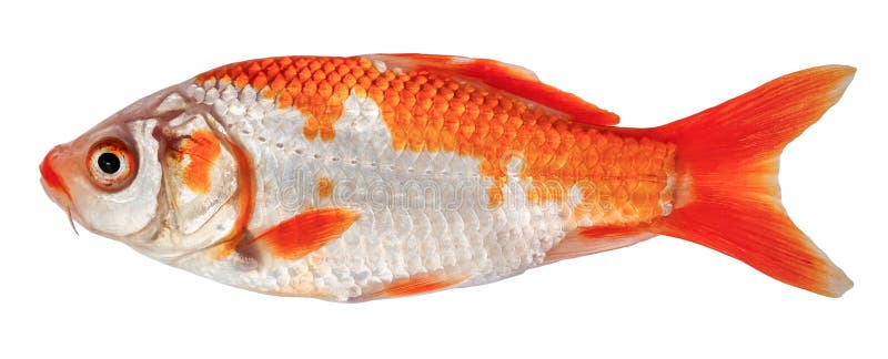 Koi Carp Fish Isolated. Side View Goldfish Decorative Crucian Carp Stock  Photo - Image of feed, japan: 203189498