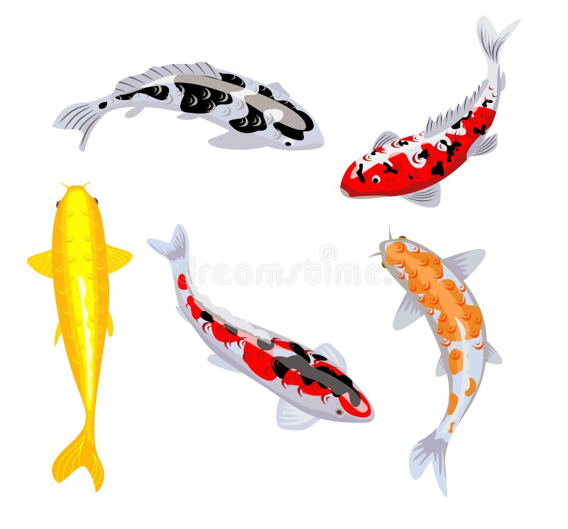 Koi carp fishes vector illustration. Koi fish. Japanese koi fish isolated on white background, chinese goldfish image royalty free illustration Koi carp fishes vector illustration. Koi fish. Japanese koi fish isolated on white background, chinese goldfish image royalty free illustration