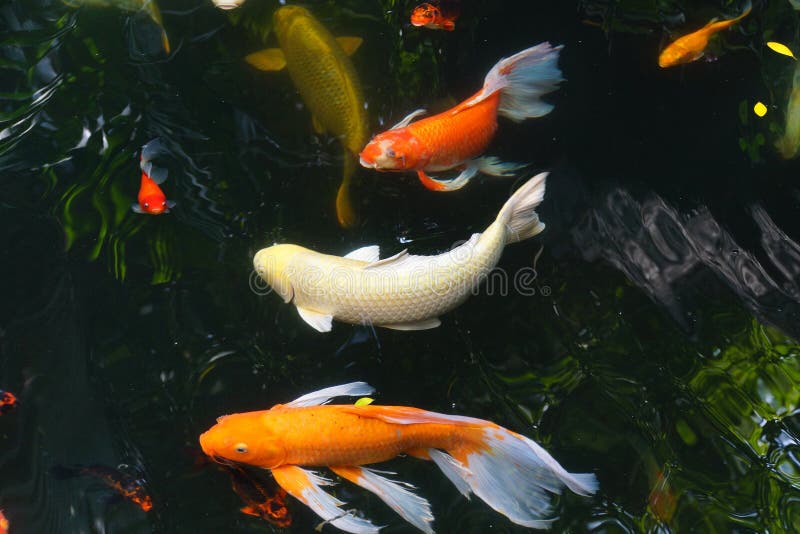 Koi carp swimming