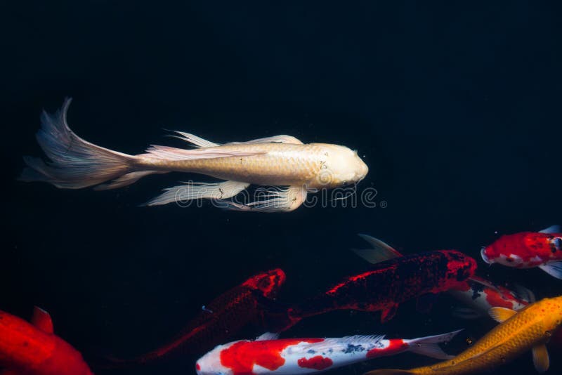 Koi Carps Fish Japanese swimming (Cyprinus carpio) beautiful color variations natural organic royalty free stock image Koi Carps Fish Japanese swimming (Cyprinus carpio) beautiful color variations natural organic royalty free stock image