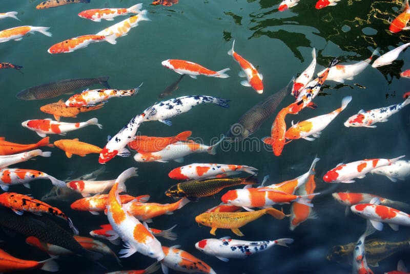 Koi en el lago imagen de archivo libre de regalías Koi en el lago imagen de archivo libre de regalías