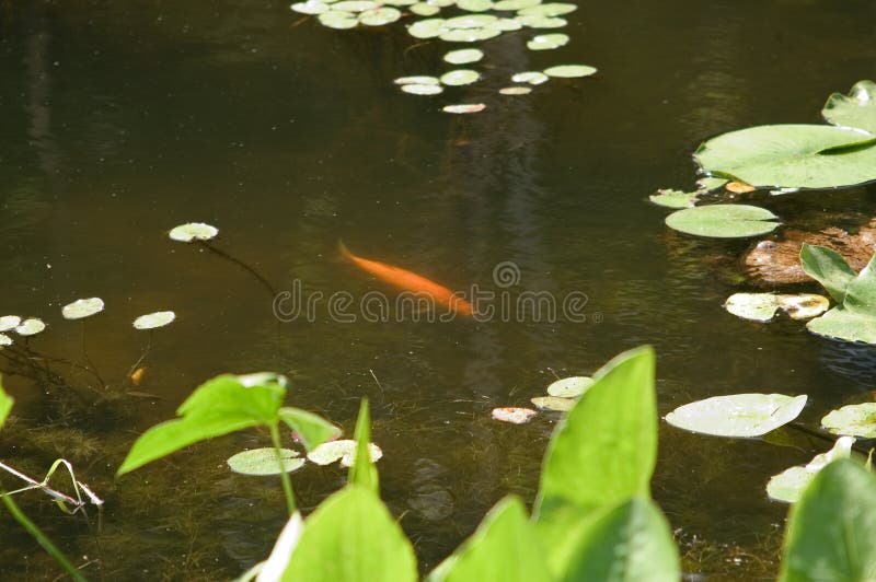 Koi en la charca imagen de archivo Koi en la charca imagen de archivo