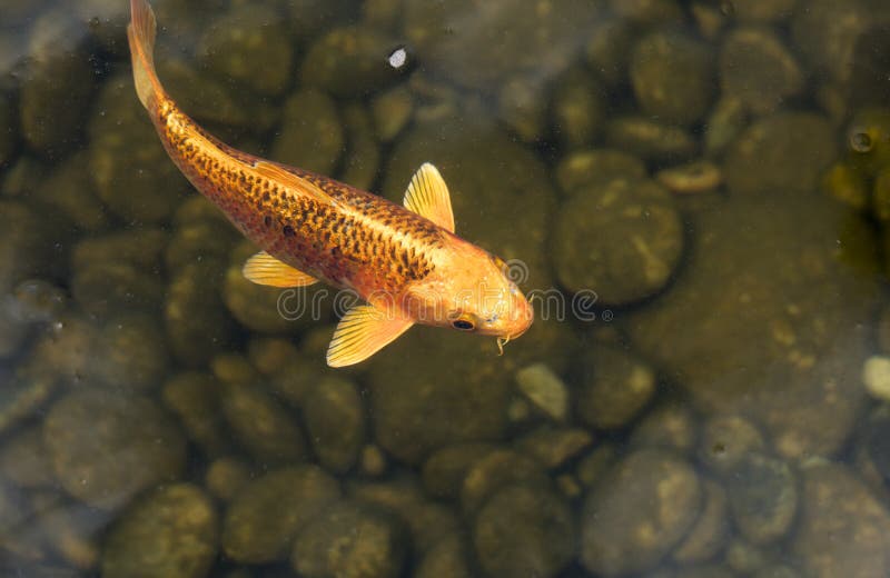 Koi-Fische in einem Teich lizenzfreie stockfotografie Koi-Fische in einem Teich lizenzfreie stockfotografie