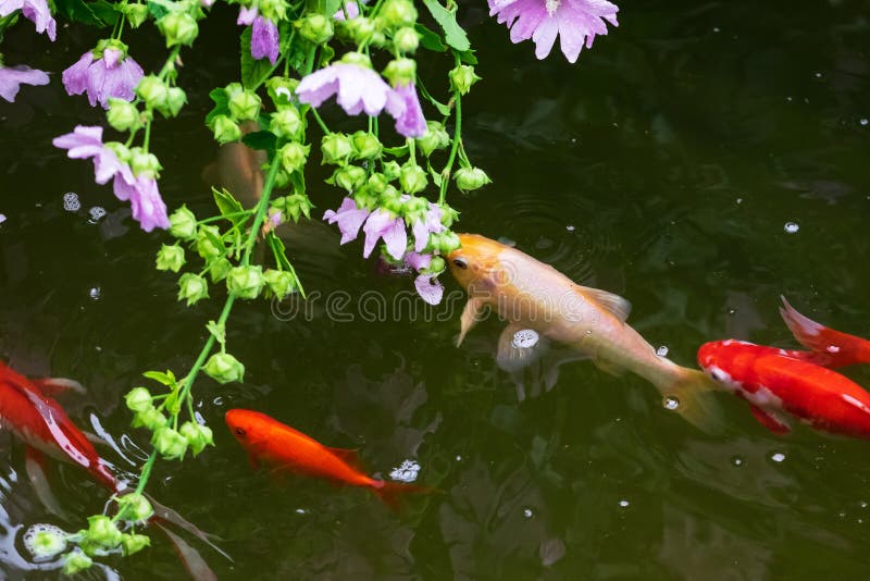 KoiFische im Teich stockbild. Bild von pflanzen, blume 121782927