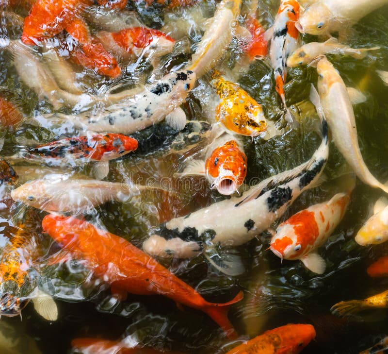 Koi Fische Oder Karpfenfische, Die Im Teich Schwimmen Stockbild Bild