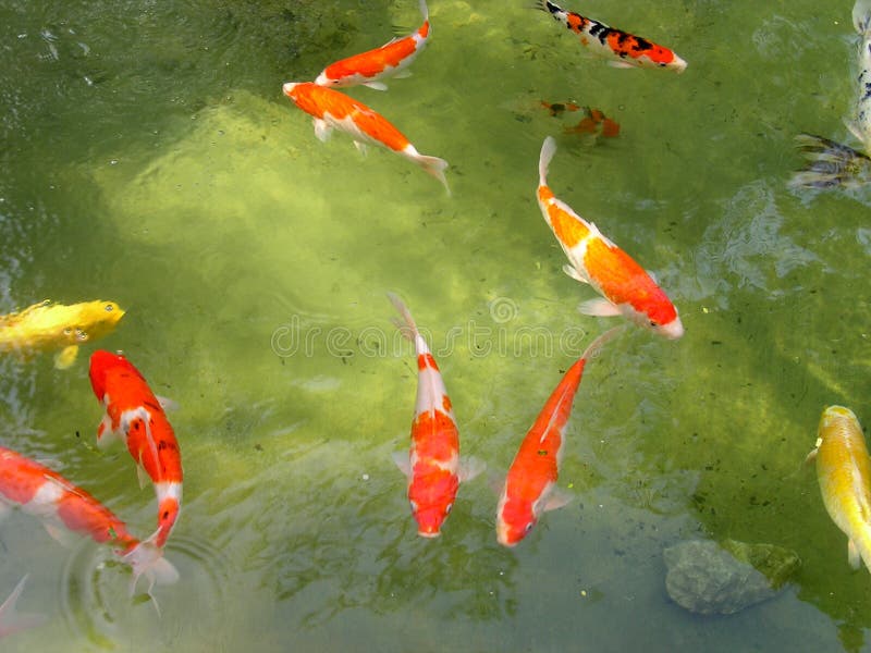 Koi Fischteich stockbild. Bild von karpfen, nave, orientalisch 31931