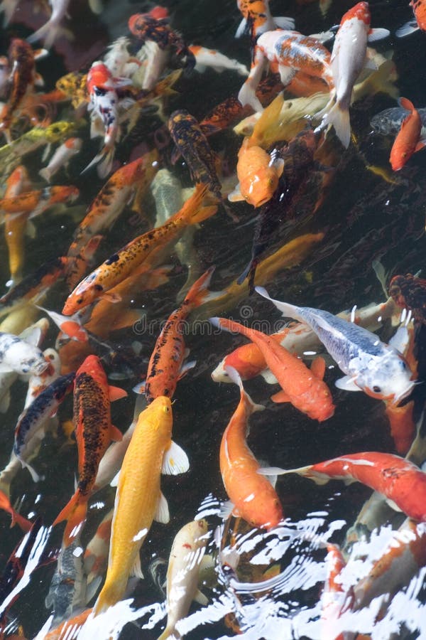 Koi fish swim around. stock image. Image of golden, black 104842613