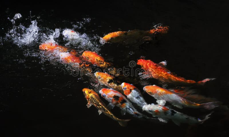 Koi fish in pond drink fresh water from man-made waterfall. Man made waterfall stock images, royalty-free photos and pictures