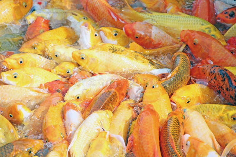 Koi Fish stock photo. Image of bright, river, carp, fish 20994840