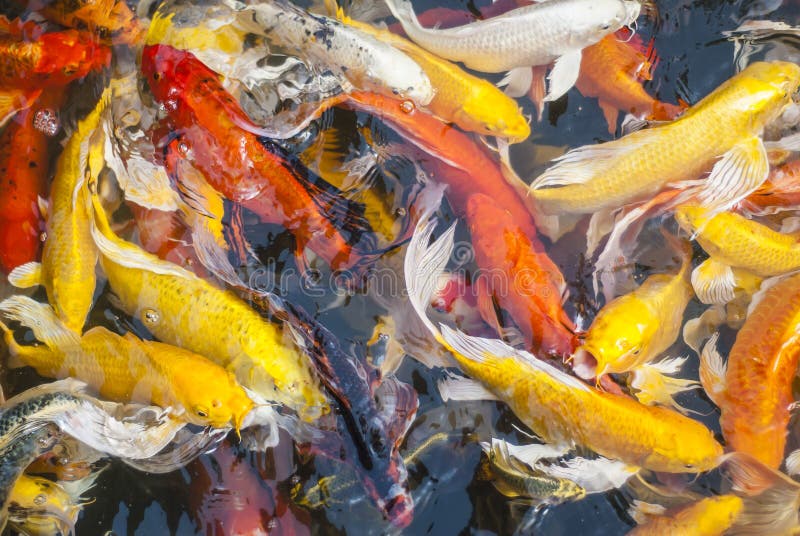 Koi Fish Colorful Fancy Carp Fish. Stock Image Image of fish, hobby