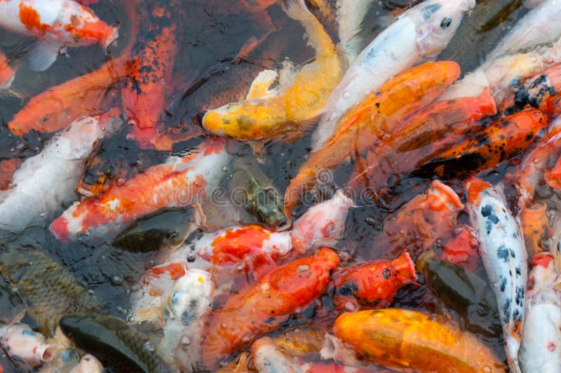 Koi Fish Competition for Food Stock Photo Image of hungry, lake 15687182