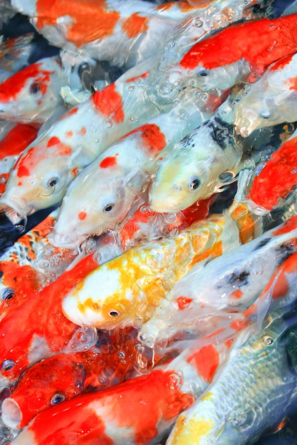 Koi Fish stock image. Image of asian, colour, exotic, lake 152639