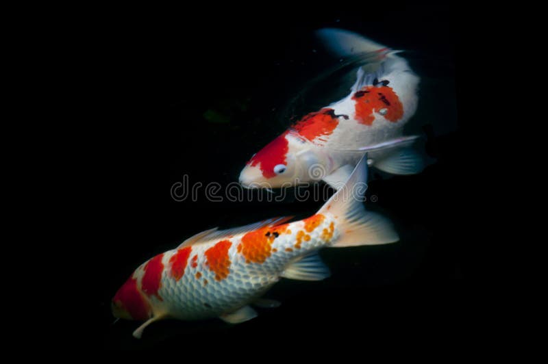 Koi fish stock image. Image of swimming, color, live 46118165