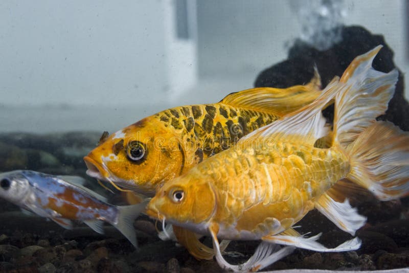 Koi Fish stock image. Image of marine, aquarium, life 4456933