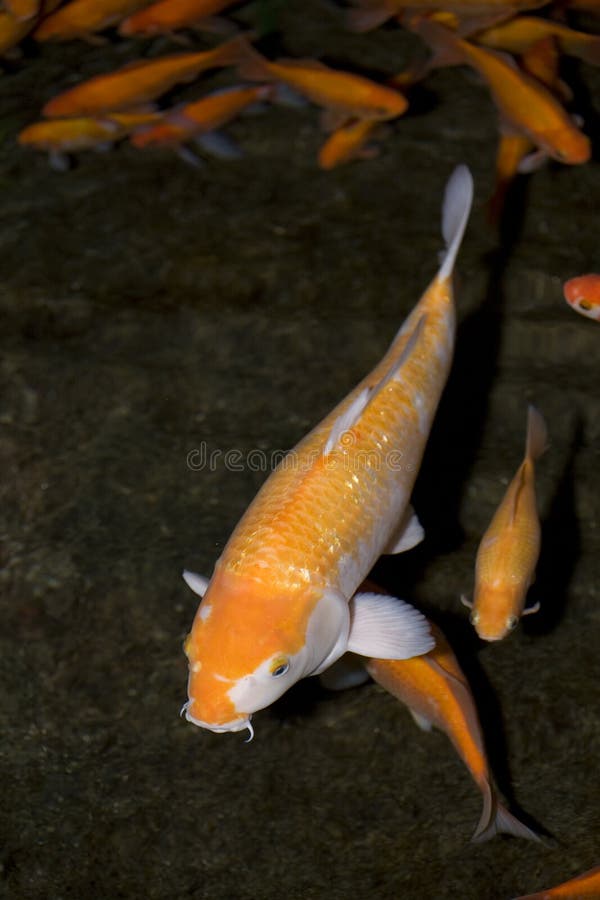 Koi Fish stock photo. Image of animal, lucky, stream 10717838