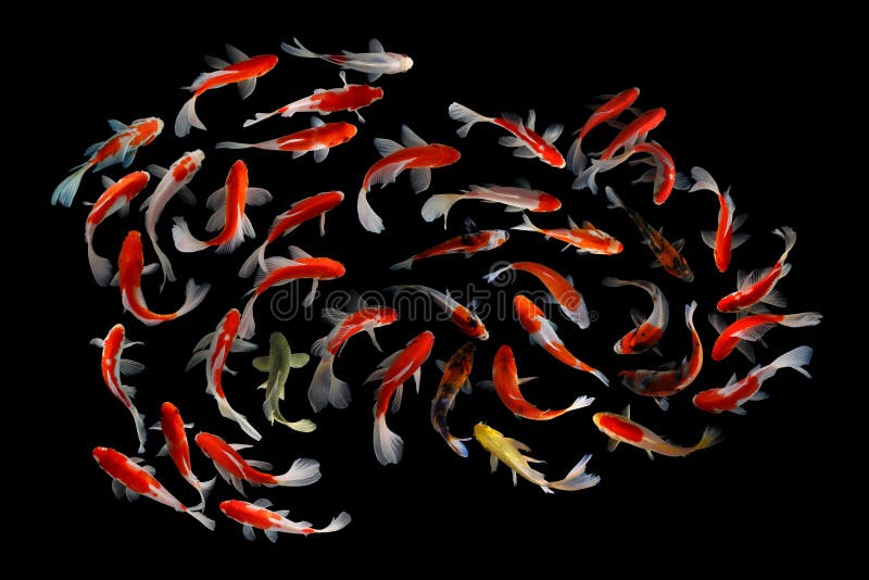 Koi fish Black background