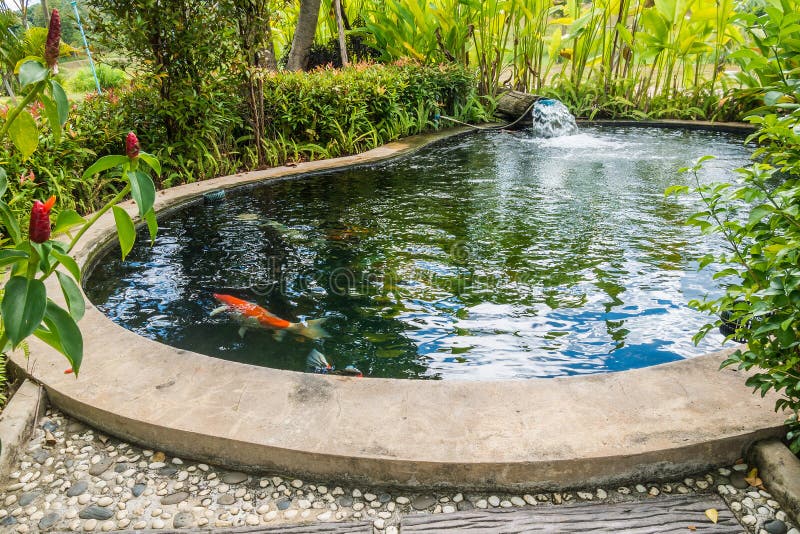 Koi fish swimming in garden pond