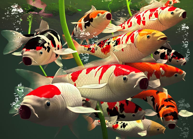 Koi Fish stock illustration. Illustration of pool, livestock - 52017343 Koi Fish stock illustration. Illustration of pool, livestock - 52017343