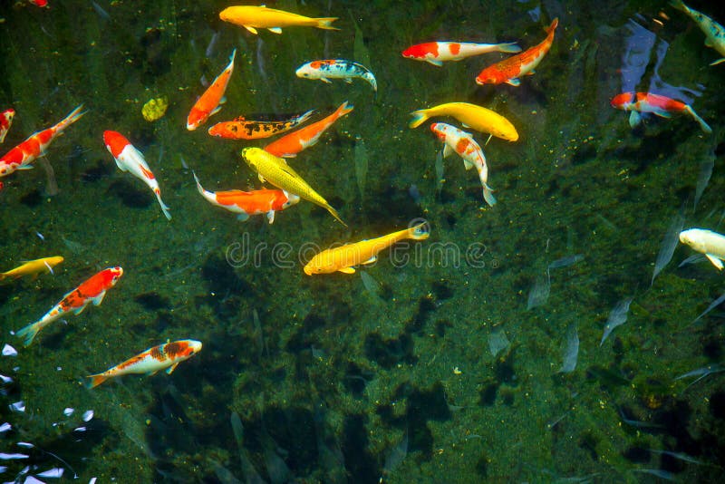 Koi Fish extravagante colorido com fundo preto pode ser o uso ao fundo, papel de parede, screensaver, cópia-espaço, adicionar-tex foto de stock Koi Fish extravagante colorido com fundo preto pode ser o uso ao fundo, papel de parede, screensaver, cópia-espaço, adicionar-tex foto de stock
