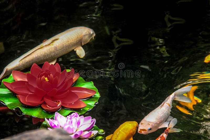 Koi Fish and Flowers in a Pond Shanghai, China Stock Image Image of leaf, floral 89409721