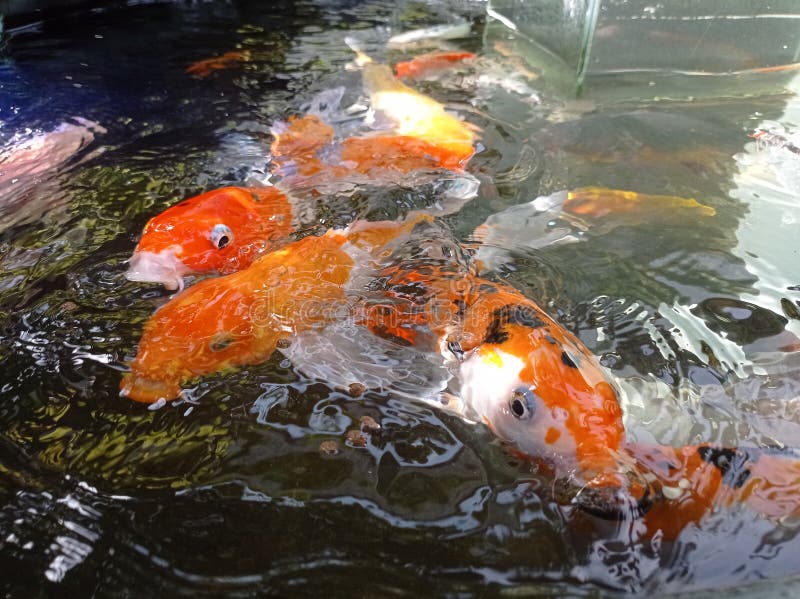 Koi Fish and Goldfish in the Pond Stock Image Image of chinese