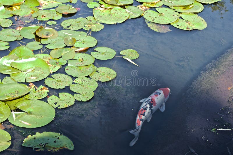 Koi Fish Im Teich Des Wassers Lillies Stockfoto Bild von grün, teich