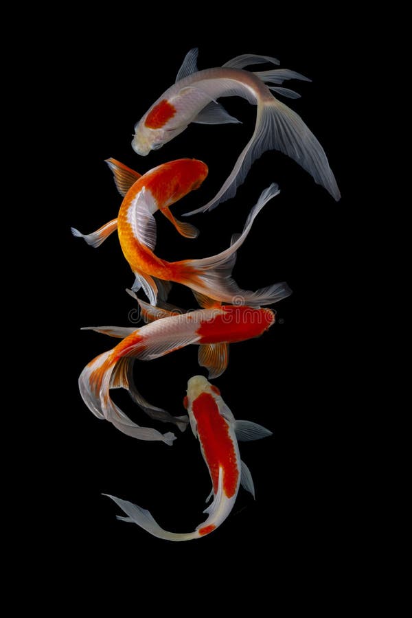 Koi Fish Japanese Black Background Stock Photo - Image Of Isolated,  Freshwater: 170984612