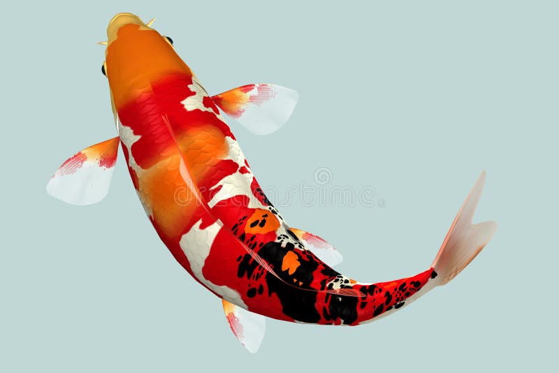 Koi fish. Japanese Koi Fish in Water - the colours are incredible Koi fish. Japanese Koi Fish in Water - the colours are incredible