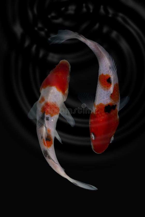 Koi Fish Kohaku Black Background Stock Photo Image of swim