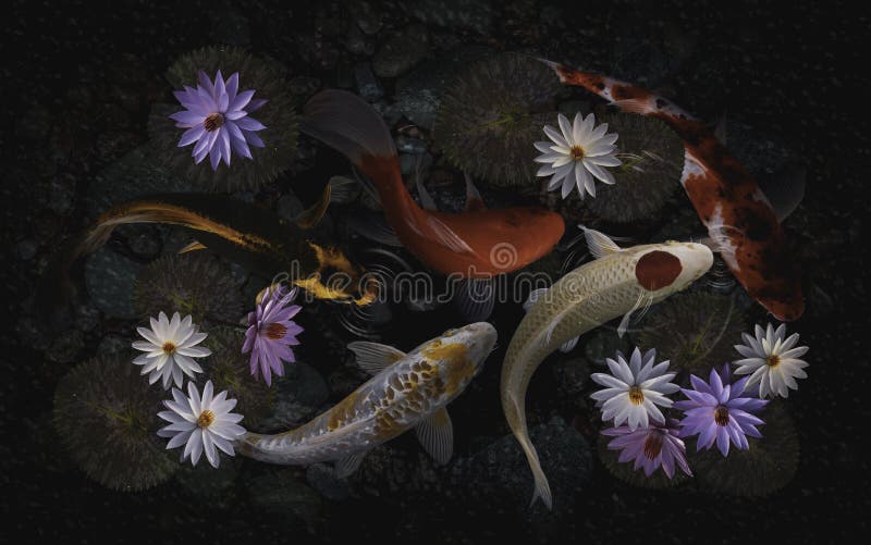 Koi Fish and Lotus Flowers and Stock Photo Image of fish, gold 246778386