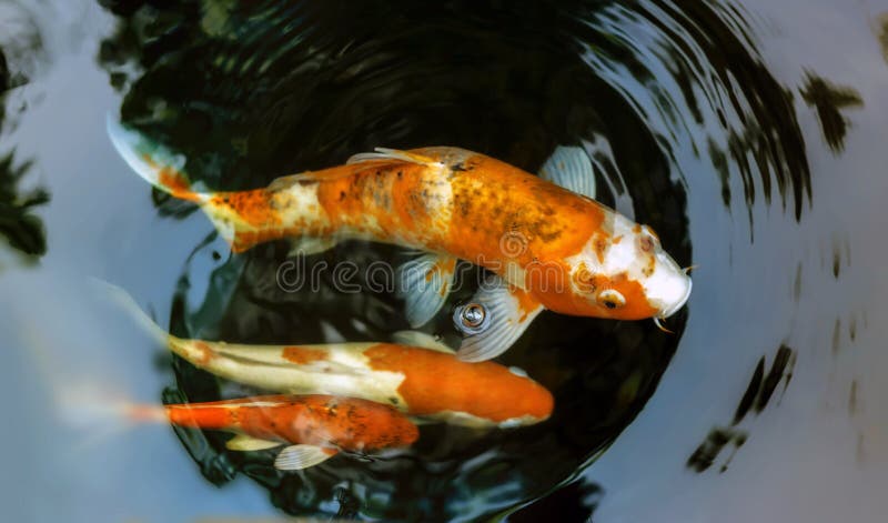 Download Koi fish stock photo. Image of japanese, culture, fishing - 74356018