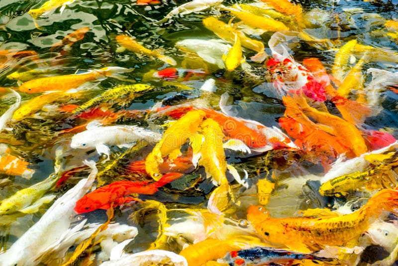 Koi Fish in Pond,colorful Natural Background Stock Photo Koi Fish in Pond,colorful Natural Background Stock Photo
