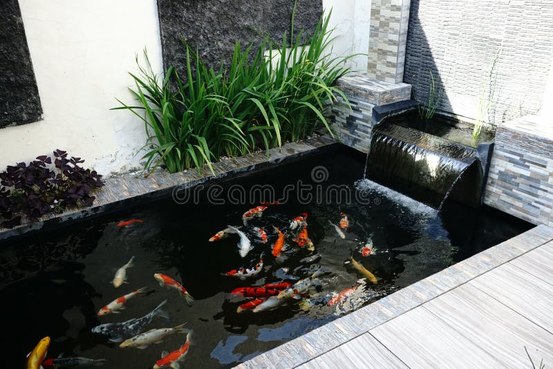 https://thumbs.dreamstime.com/b/koi-fish-pond-fresh-water-garden-health-japan-187411104.jpg