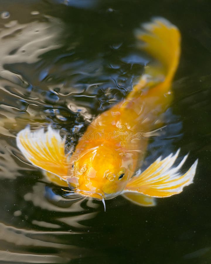 Koi Fish stock image. Image of fancy, carp, orange, eating 43241353