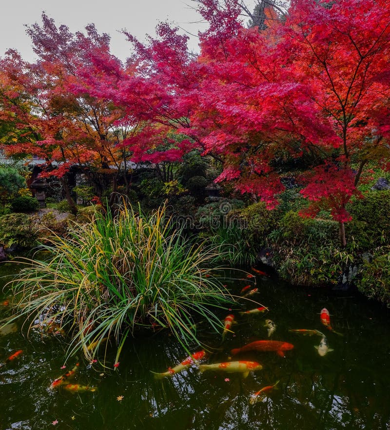 Koi fish on the pond in Kyoto, Japan royalty free stock photography Koi fish on the pond in Kyoto, Japan royalty free stock photography