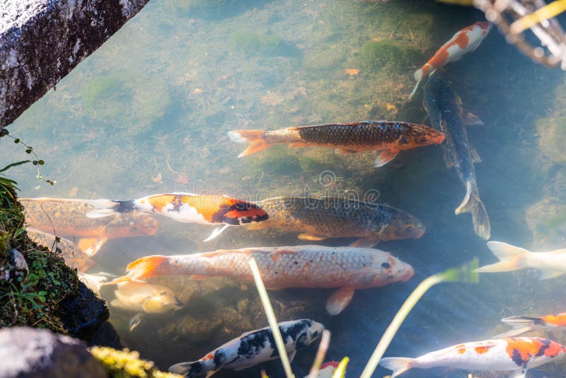 Koi Fish in a Pond with Low Angle Sunlight Casting Sunrays Stock Photo