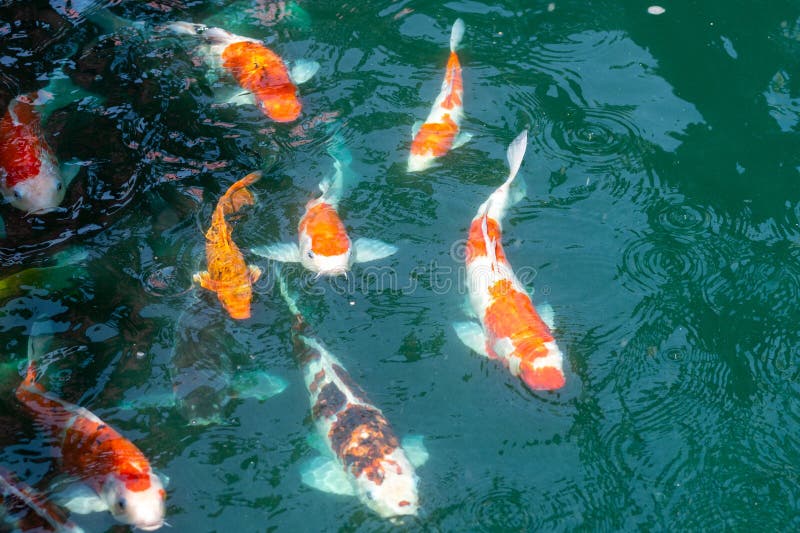 Koi fish in pond stock image. Image of fish, asia, relaxation 270505621