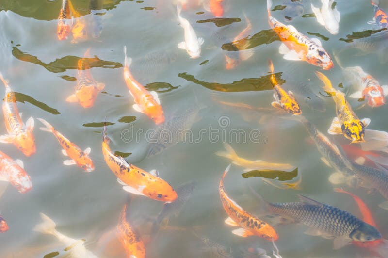 Koi fish swim in the pool. stock images Koi fish swim in the pool. stock images