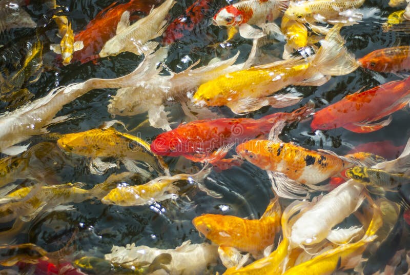 Koi fish stock photo. Image of gold, circle, landscaping - 44266588