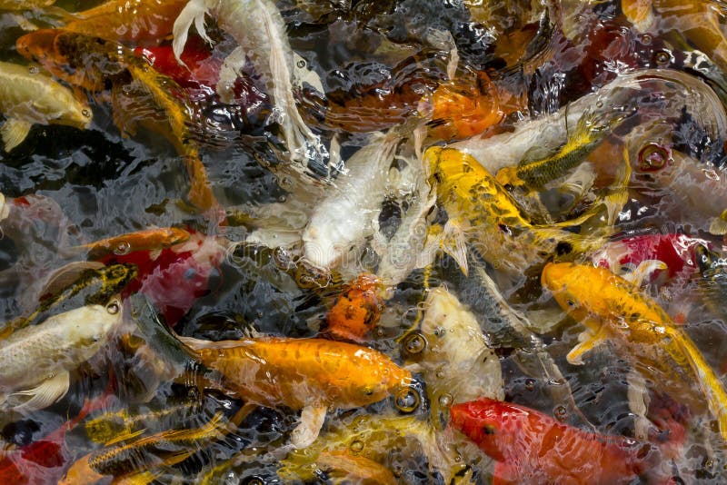 Koi fish swimming stock photo. Image of garden, surface 44058106