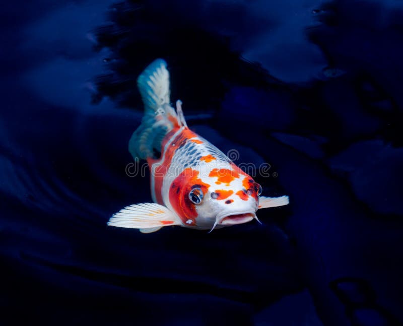 Koi fish stock image. Image of swimming, color, live 46118165