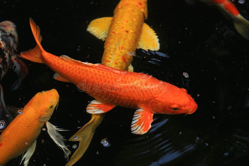 Koi fish swimming in the pond royalty free stock images Koi fish swimming in the pond royalty free stock images