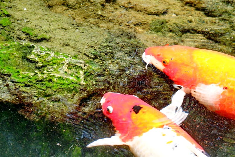 Koi Fish Swimming in the Pond. Stock Image Image of swimming, fish