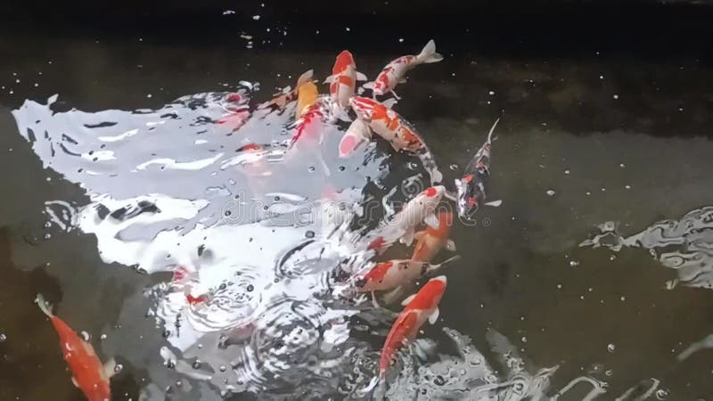 Koi Fish Swimming in the Pond Stock Video - Video of color, gold: 301041335