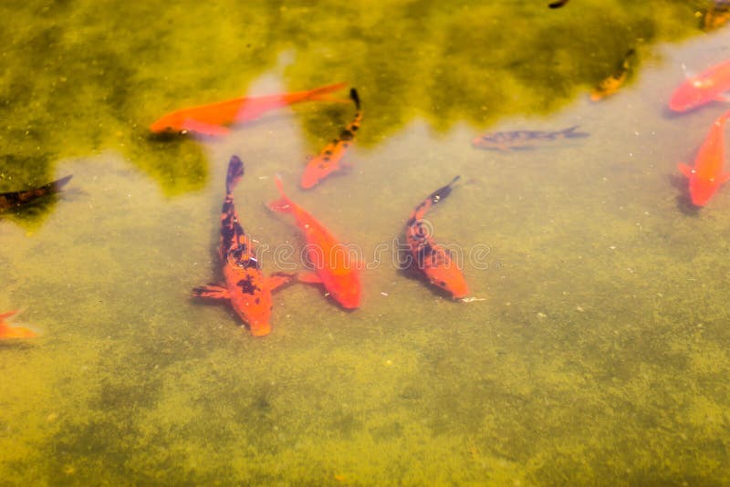 Koi Fishes stock photo. Image of lucky, beautiful, animal 38957446