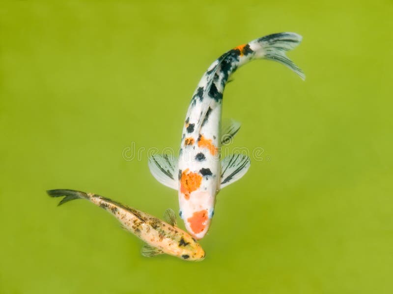 Koi golden fishes in the pond