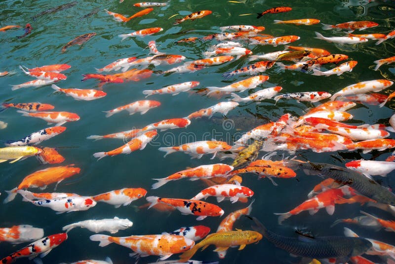 Koi in the lake