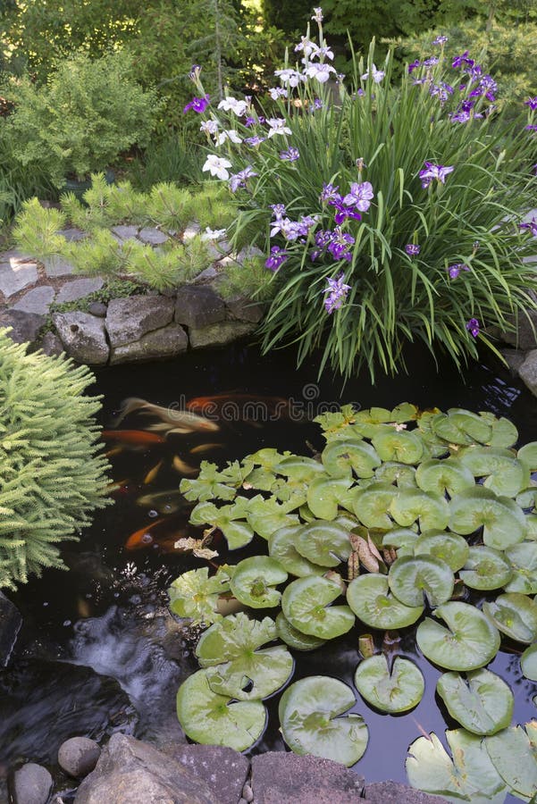 Koi Pond with Irises