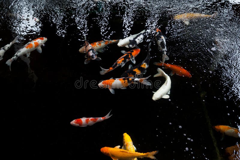 Koi-Schwimmen in einem Wassergarten, bunter koi Fisch lizenzfreies stockfoto Koi-Schwimmen in einem Wassergarten, bunter koi Fisch lizenzfreies stockfoto