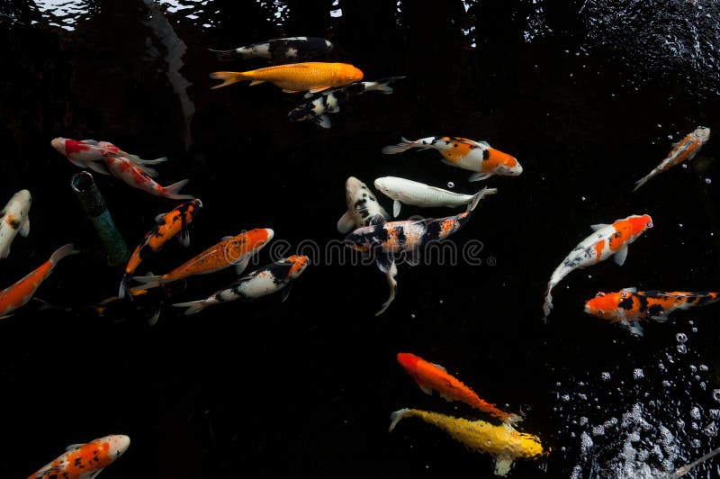 Koi-Schwimmen in einem Wassergarten, bunter koi Fisch lizenzfreie stockfotos Koi-Schwimmen in einem Wassergarten, bunter koi Fisch lizenzfreie stockfotos